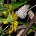 LYCAENIDAE_B, (Polymmatinae)